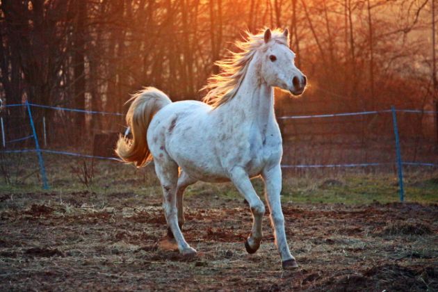 Un cheval au galop au soleil couchant