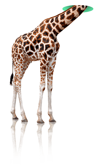 Corps de la girafe, logo Oniti
