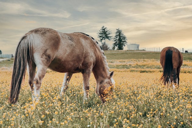 Chevaux broutant dans un pré.